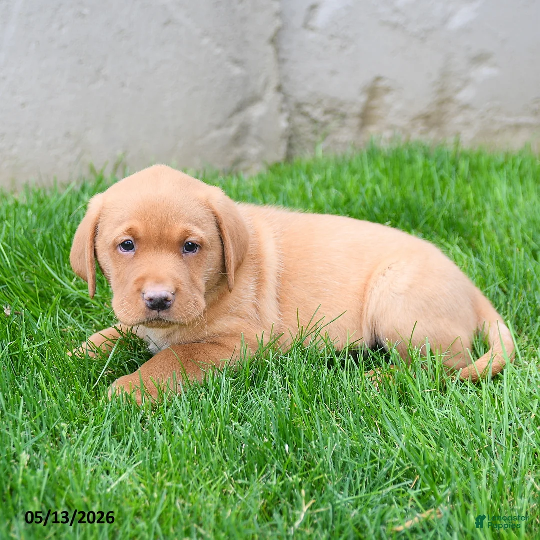 Labrador Retriever dogs for sale: Elsen - Ad 2