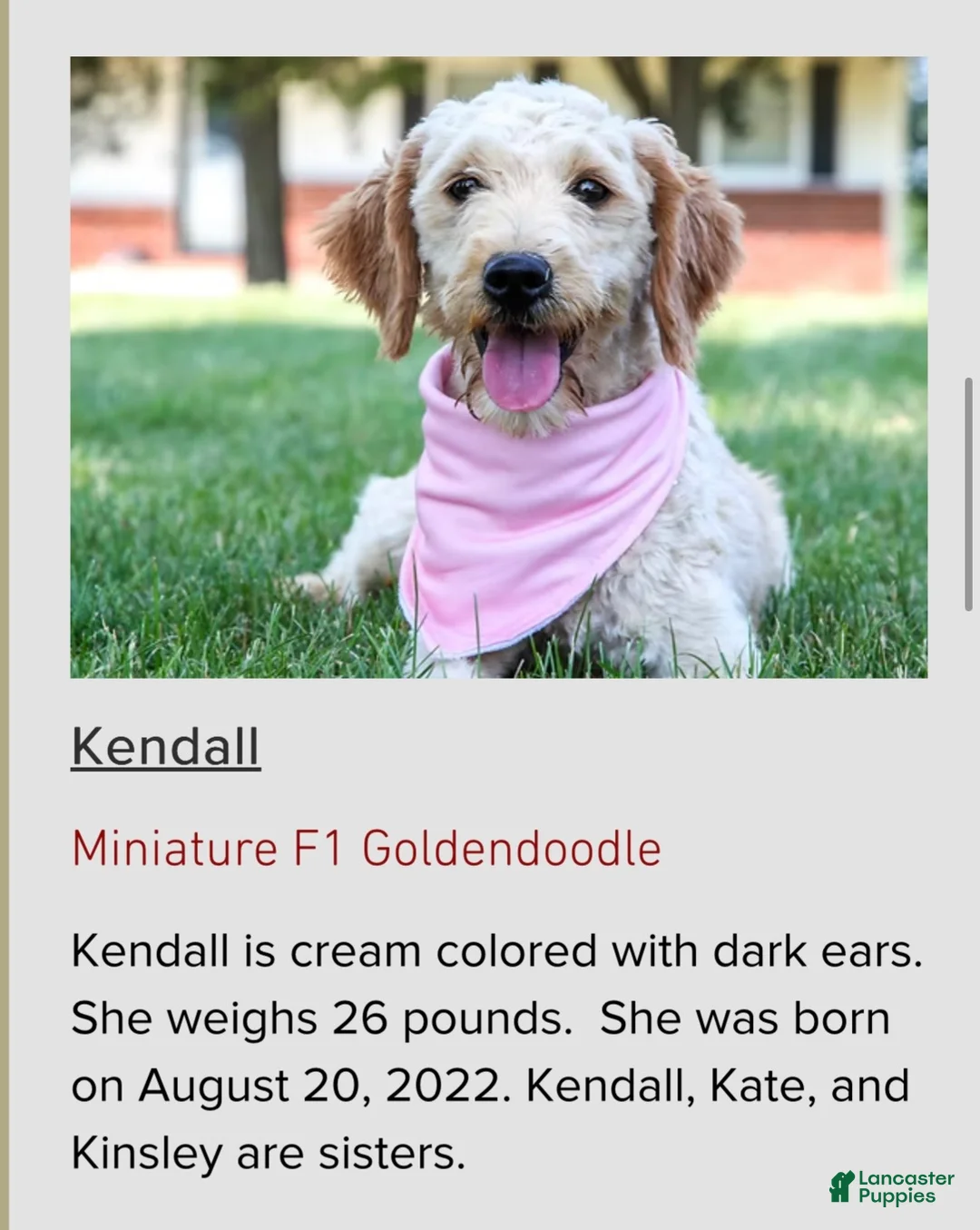 Mini Goldendoodle dogs for sale: Ria - Ad 6
