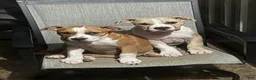 American Bully dogs for sale: Lucy Liu - Ad 5