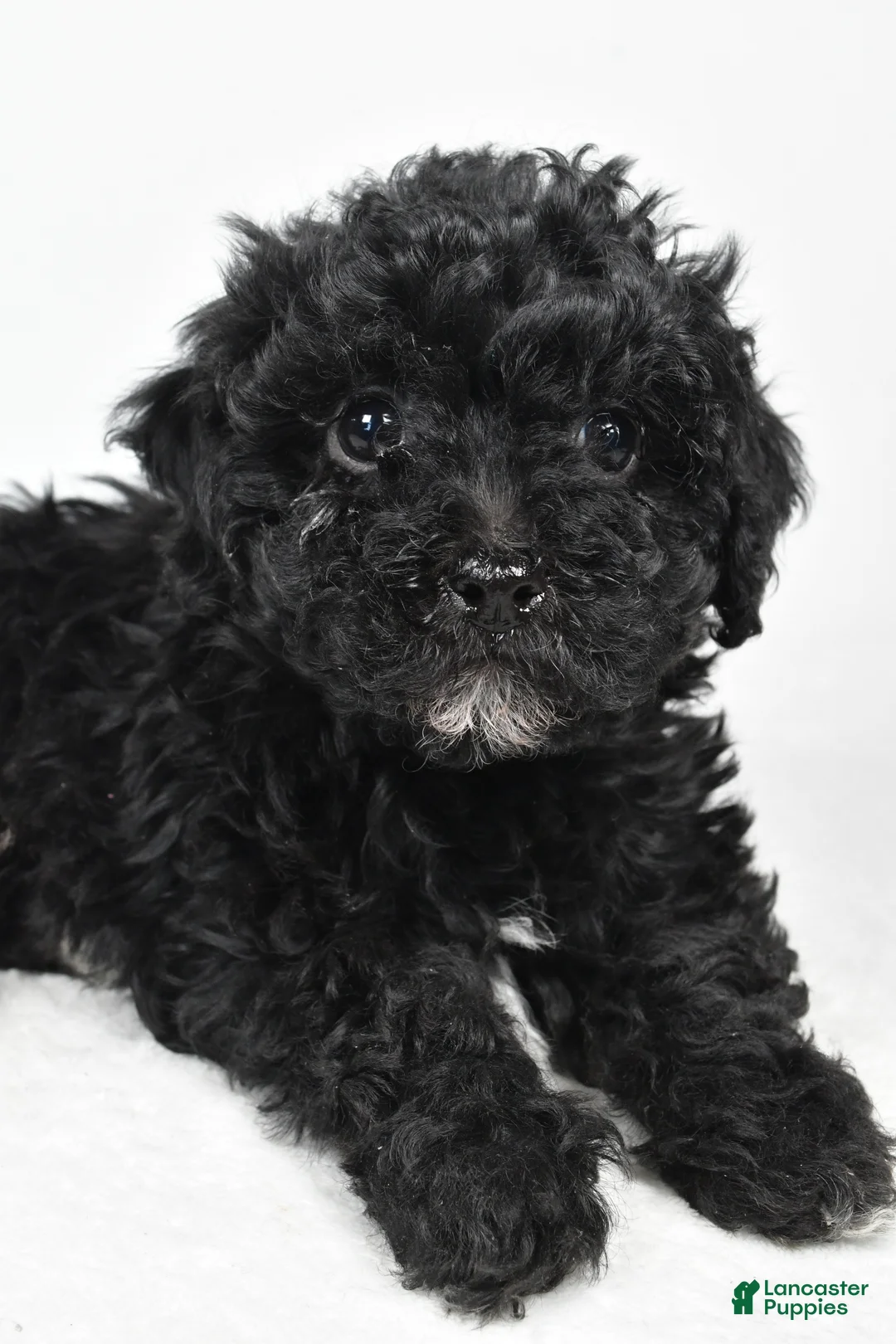 Yorkiepoo dogs for sale: Rina - Ad 7