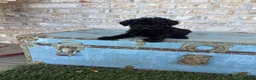 Miniature Labradoodle dogs for sale: Bear  - Ad 3