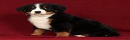 Bernese Mountain Dog dogs for sale: Ty - Ad 8