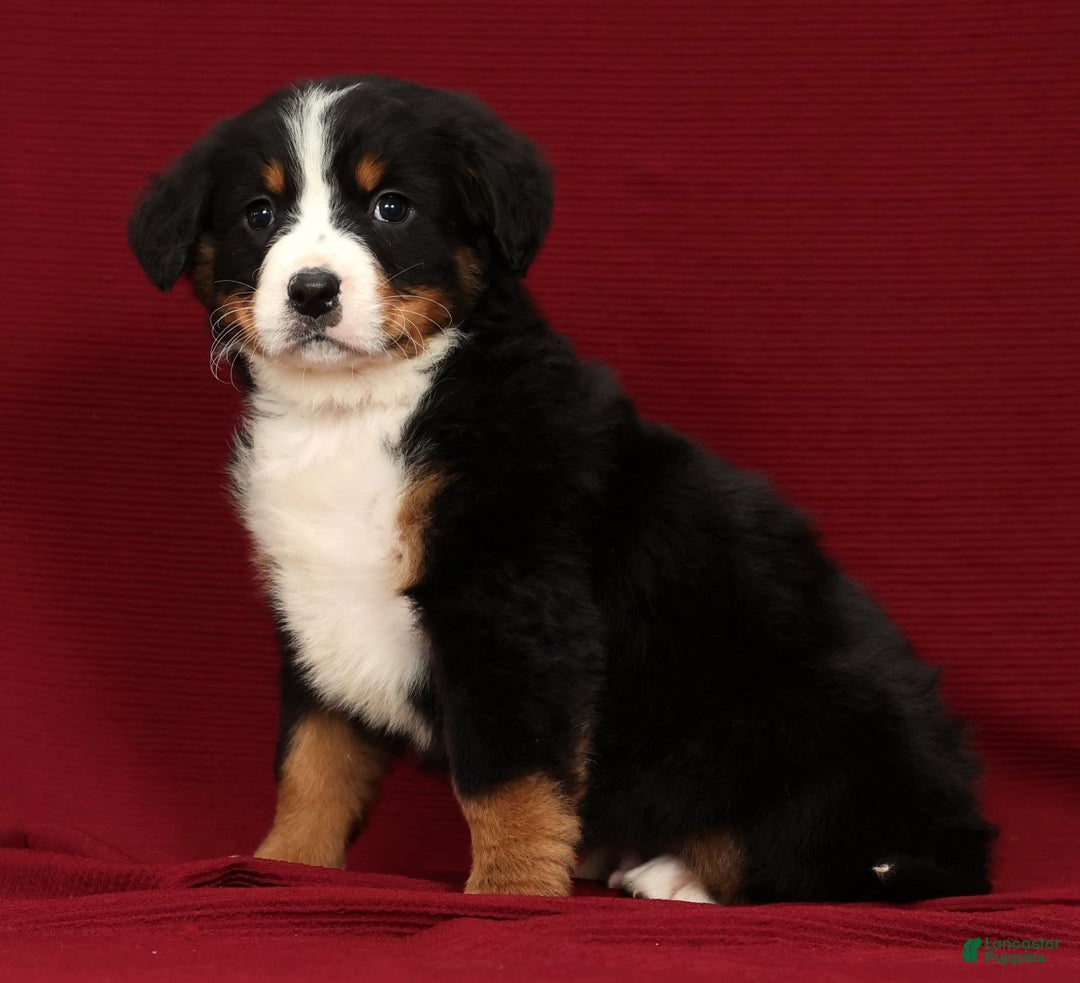 Bernese Mountain Dog dogs for sale: Ty - Ad 8