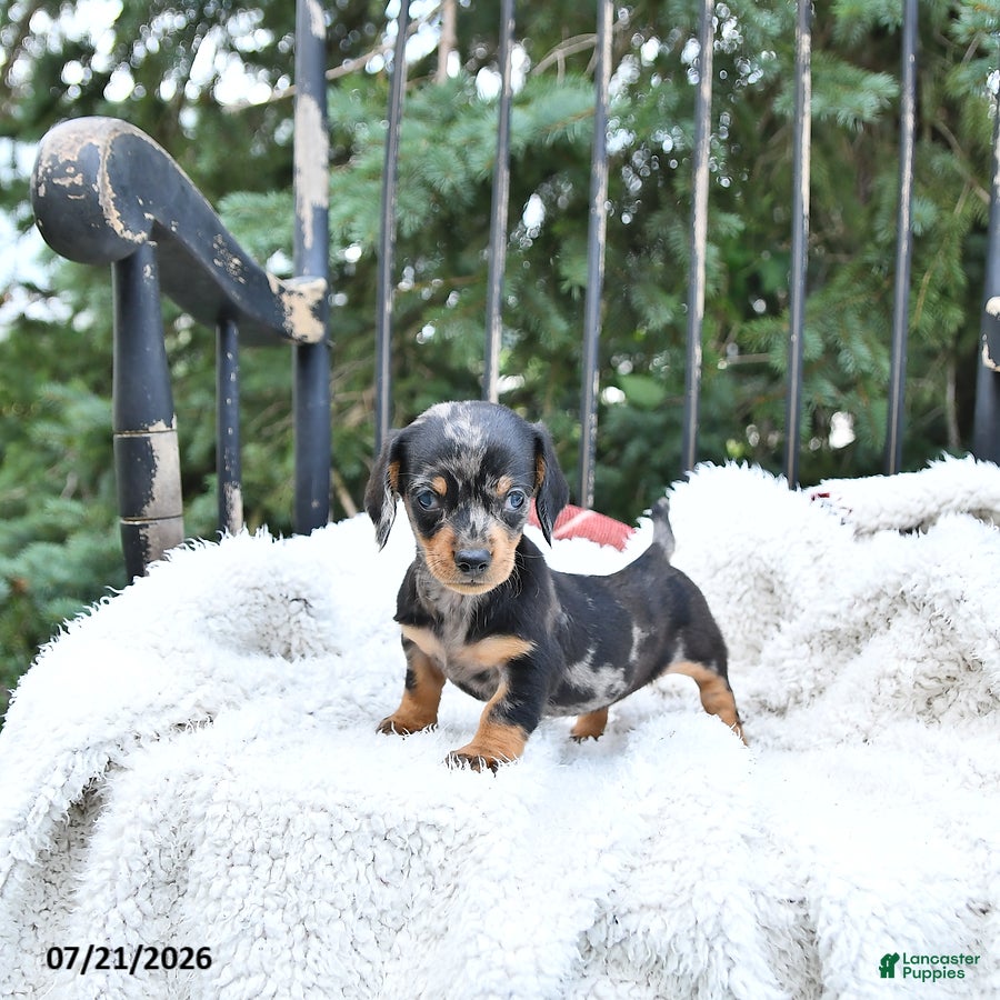 Miniature Dachshund dogs Callie   EXTRA SMALL - Ad 2