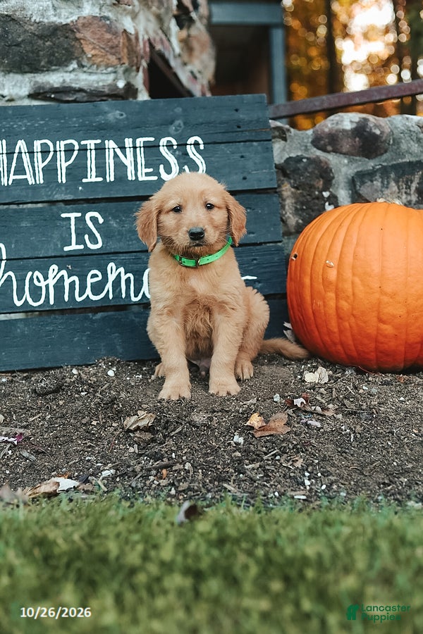 Golden Retriever dogs for sale: Justin - Ad 1