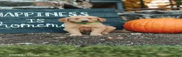 Golden Retriever dogs for sale: Justin - Ad 1