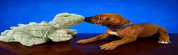 Rhodesian Ridgeback dogs for sale: Rhodesian Ridgeback Puppy 5 - Ad 1