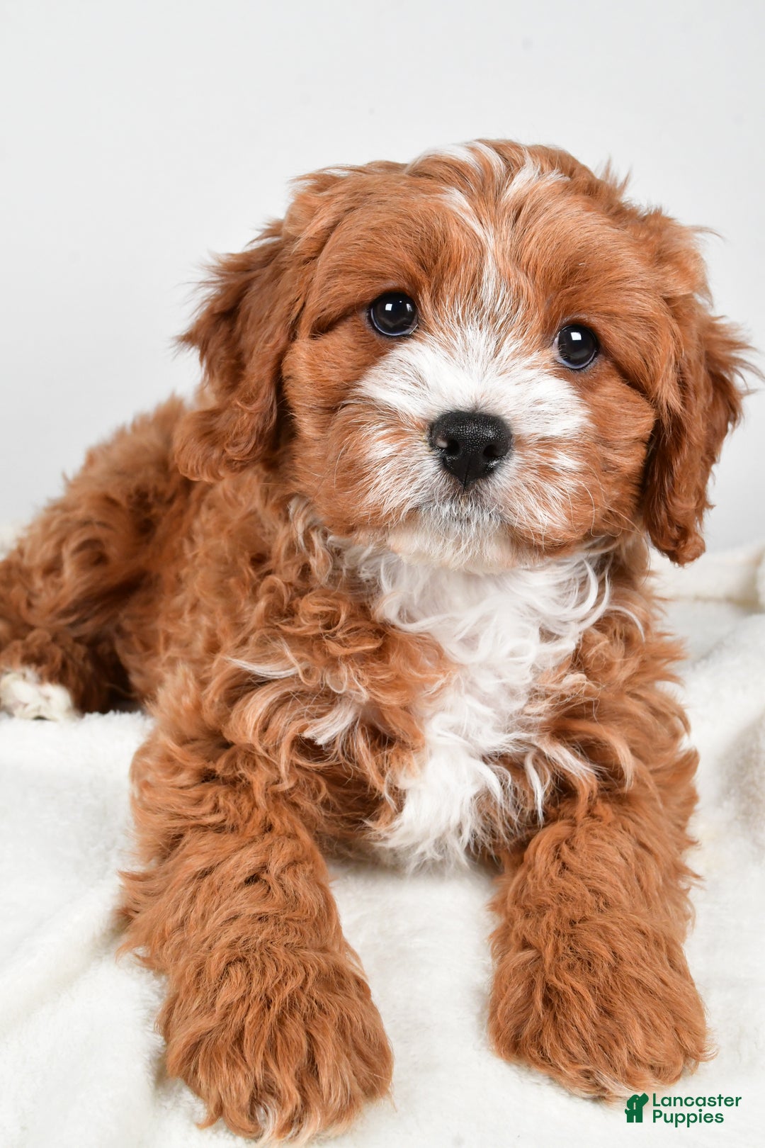 Cavapoo dogs for sale: Hazel - Ad 6