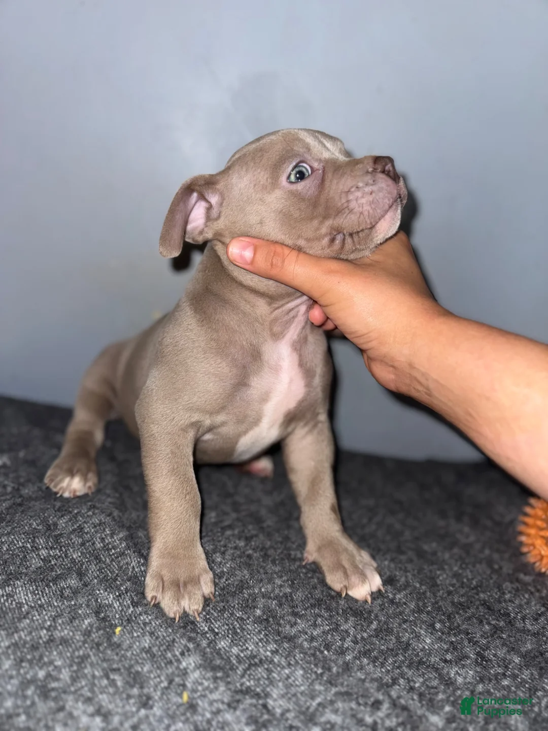 American Bully dogs for sale: Hershey - Ad 2