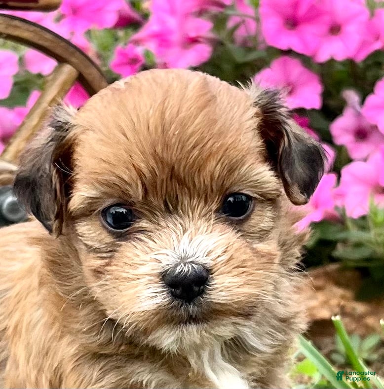 Havanese dogs DOLLY❤️AKC Registered - Ad 2