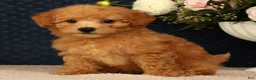 Bichpoo dogs for sale: Jasmine - Ad 3