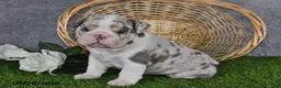 English Bulldog dogs for sale: Hunter - Ad 4