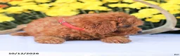 Miniature Poodle dogs for sale: Cathy - Ad 12