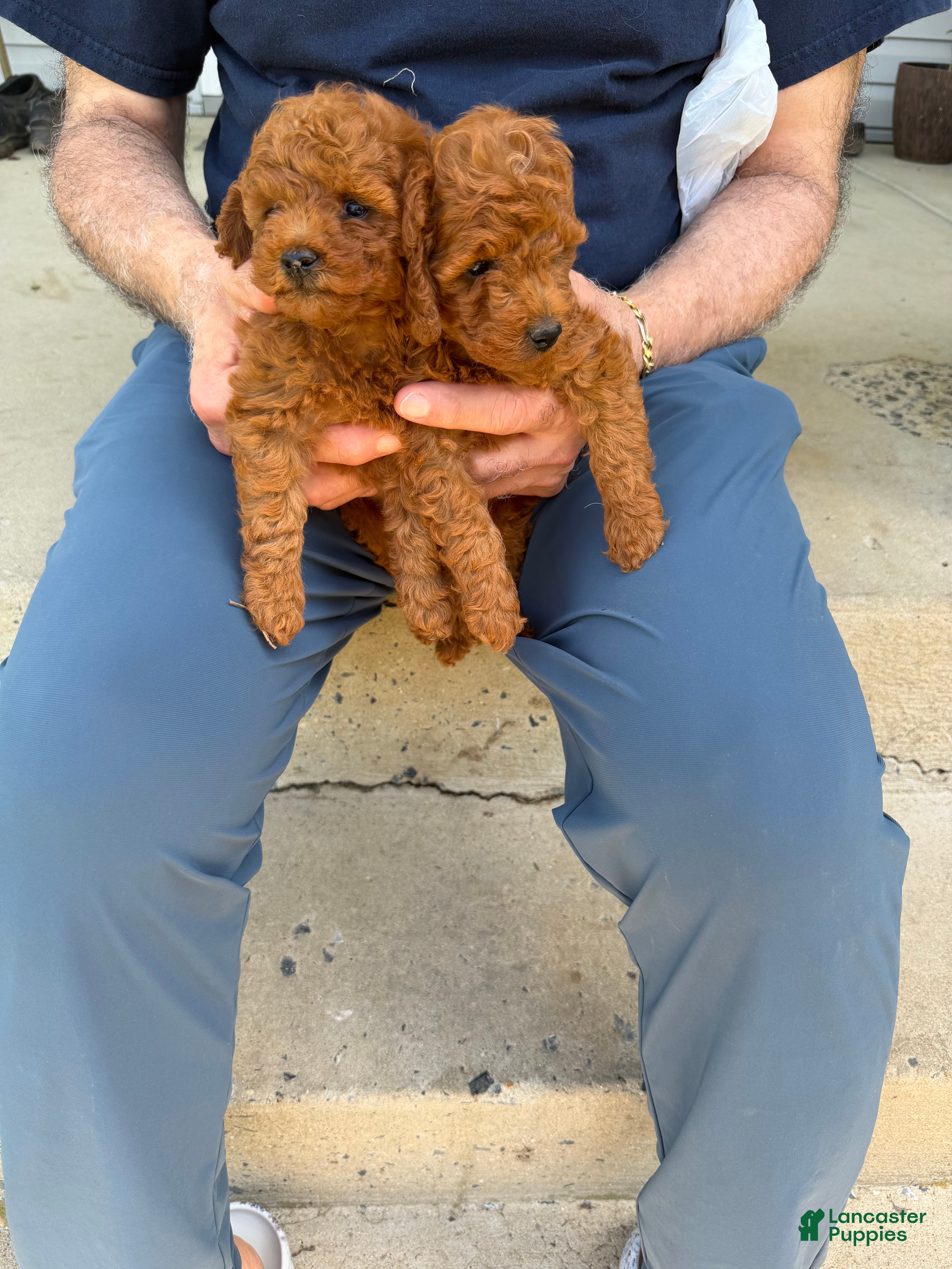 Toy Poodle dogs Toy Poodle 2 - Ad 9