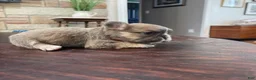 French Bulldog dogs for sale: Meredith - Ad 5