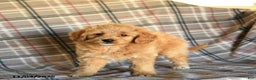 Mini Goldendoodle dogs for sale: Sera - Ad 7