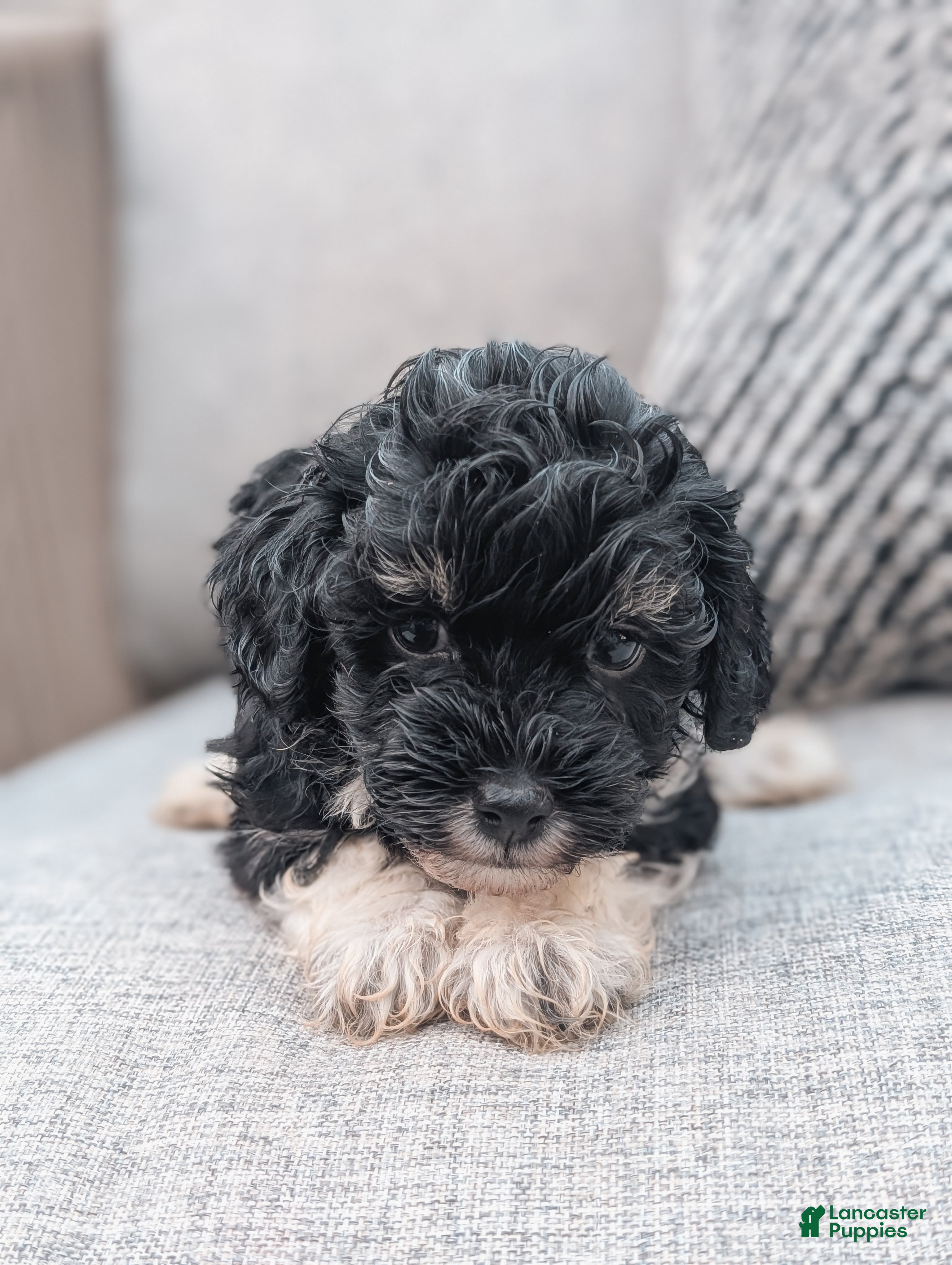 Havanese dogs Tucker - Ad 2