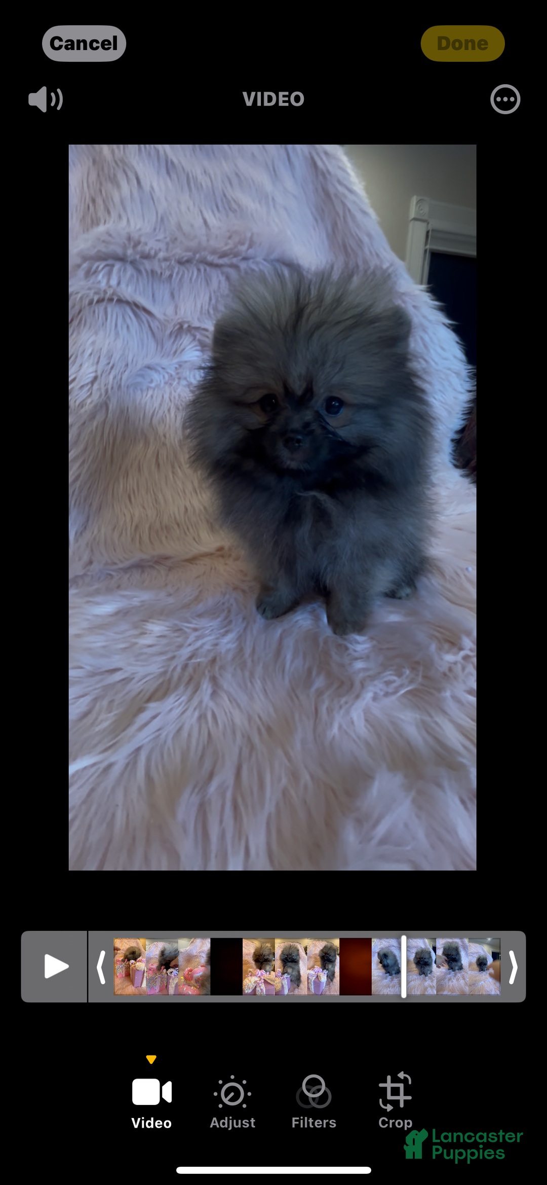 Pomeranian dogs for sale: Penny AKC Registered FULL RIGHTS - Ad 6