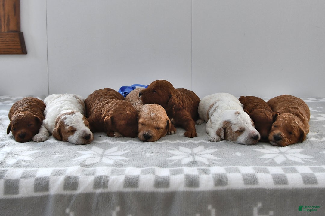 Mini Goldendoodle dogs for sale: Chloe - Ad 5