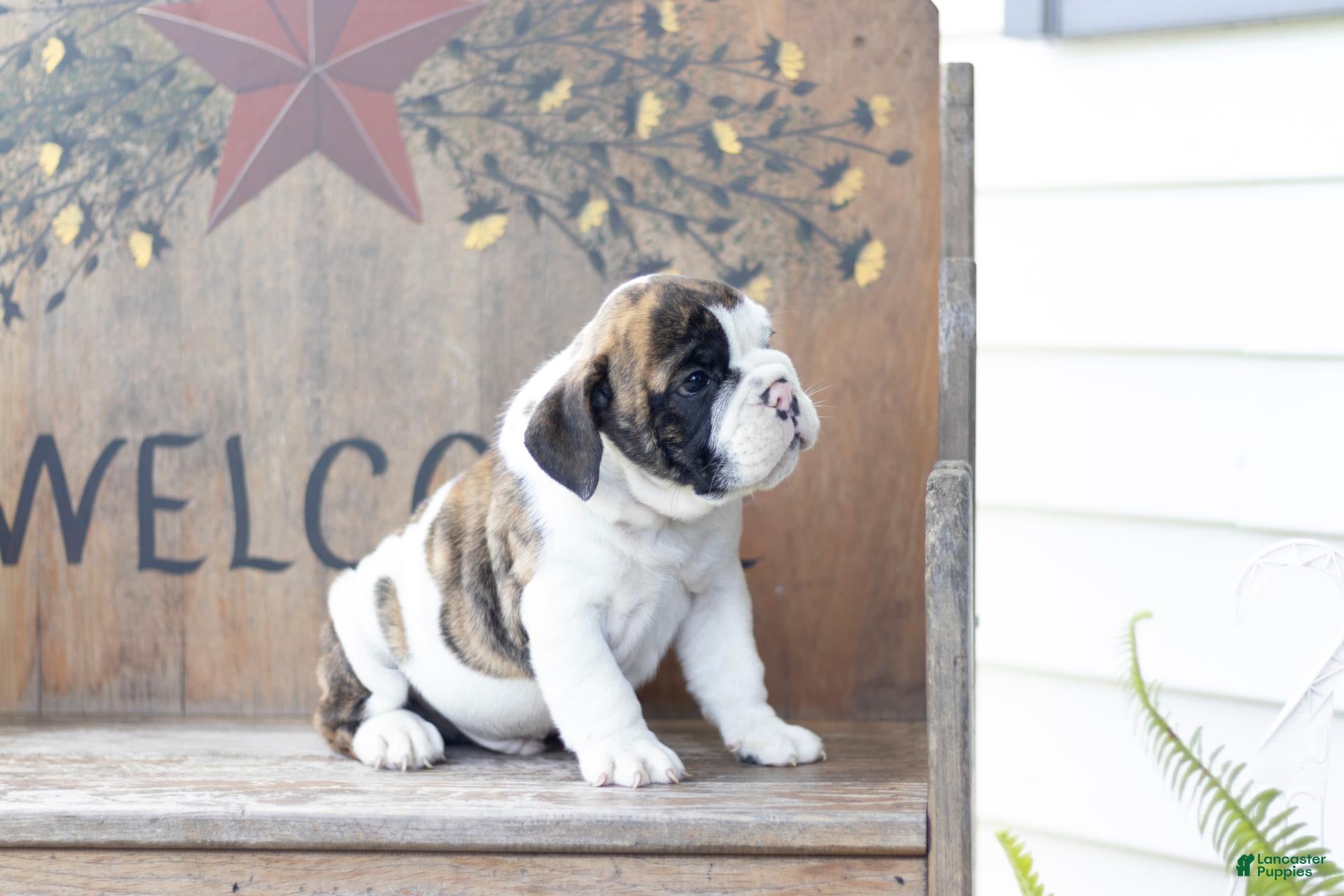 English Bulldog dogs English Bulldog 2 - Ad 2