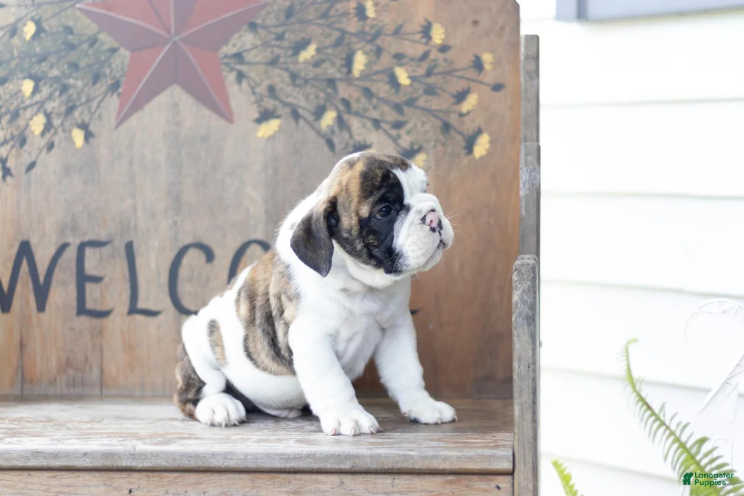 English Bulldog dogs for sale: English Bulldog 2 - Ad 2
