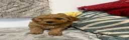 Cavapoo dogs for sale: Jane - Ad 6