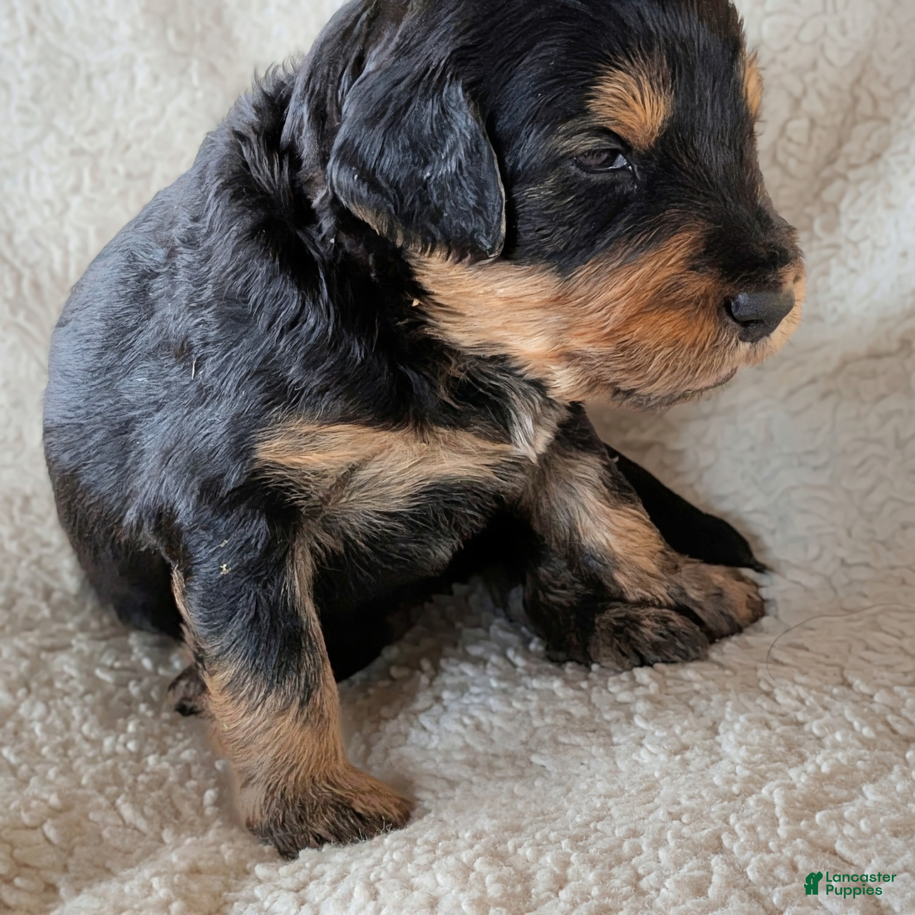Mixed Breed dogs Winnie  - Ad 38