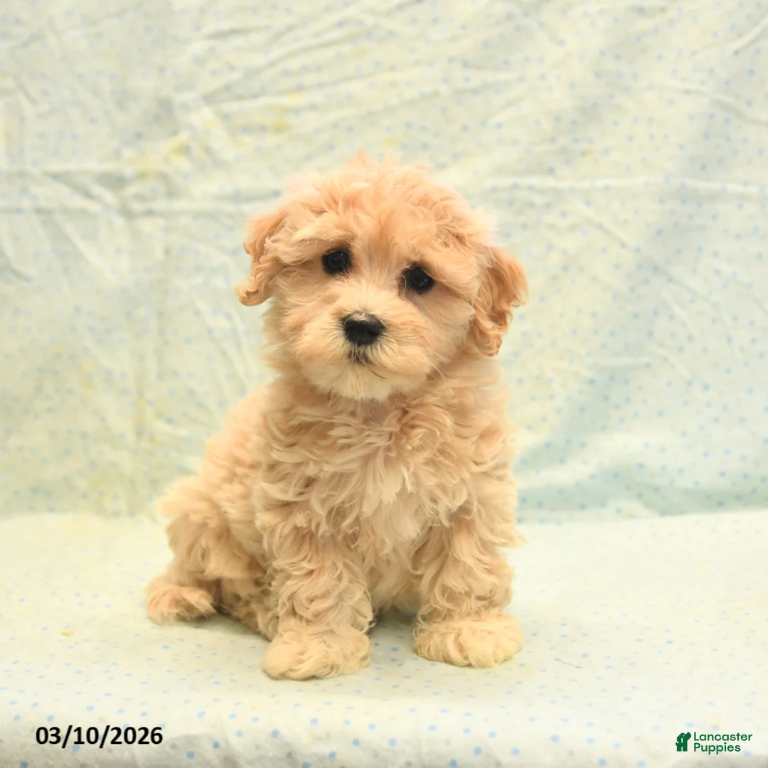 Havapoo dogs for sale: Penny - Ad 1