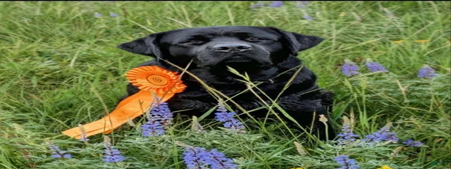 Elkens Diggin Up Bones 