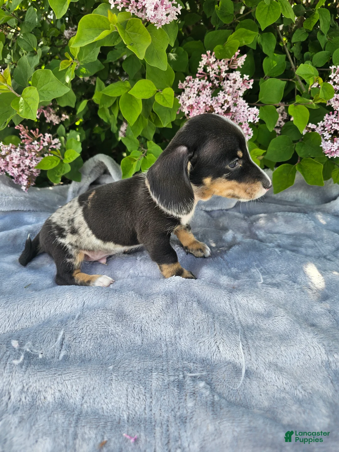 Dachshund dogs for sale: Rusty - Ad 10
