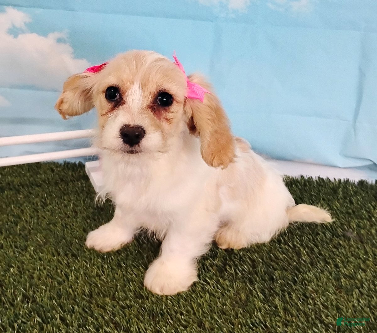 Cavachon dogs Bella - Ad 2