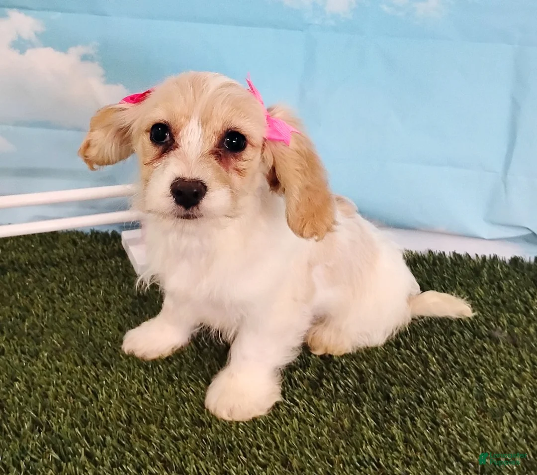Cavachon dogs for sale: Bella - Ad 2