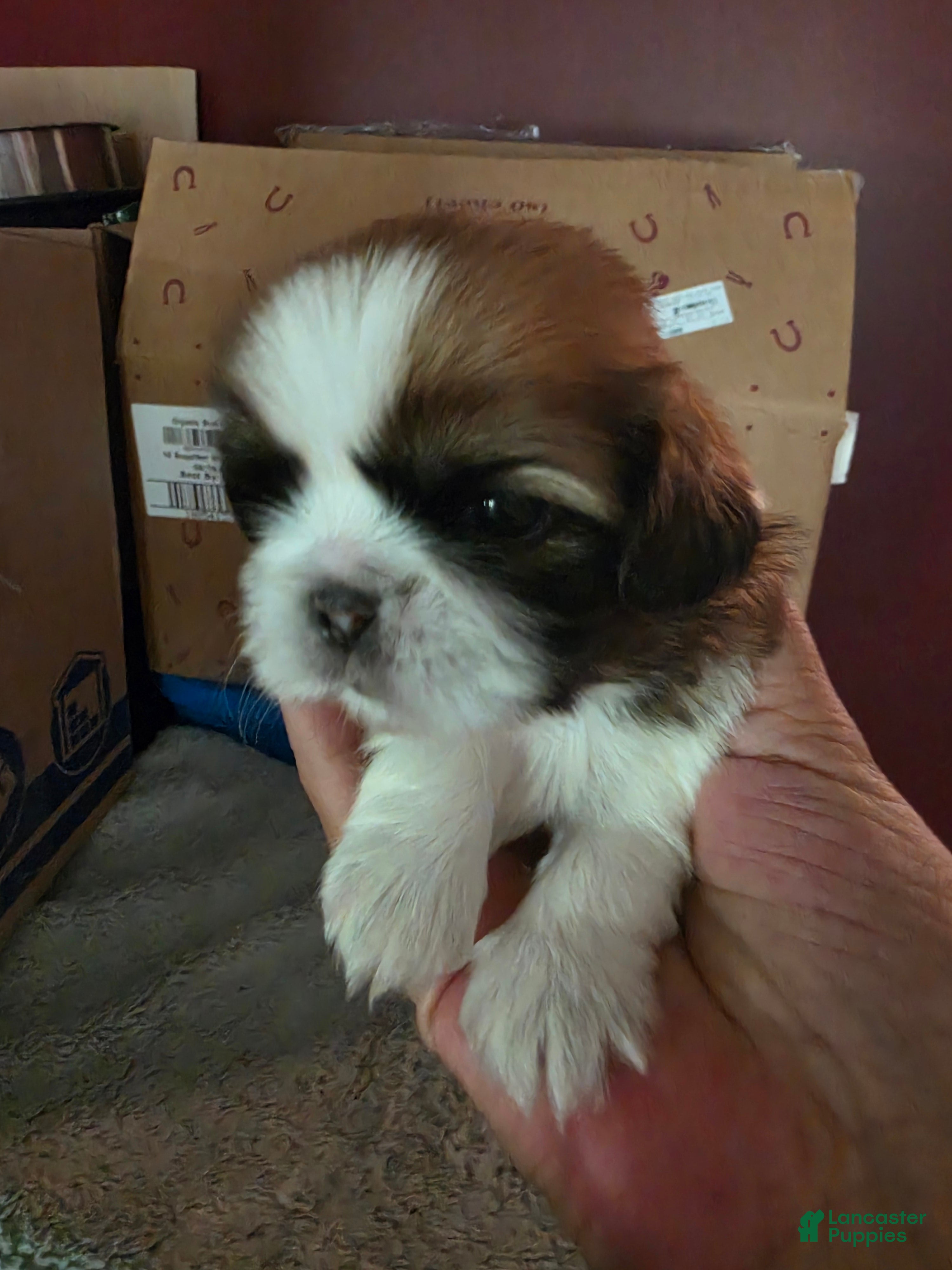 Shih Tzu dogs Boy 1 - Ad 1
