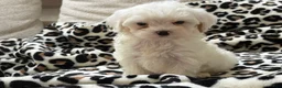 Maltipoo dogs for sale: Magnolia  - Ad 1