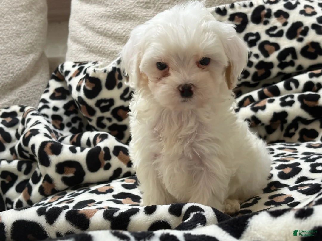 Maltipoo dogs for sale: Magnolia  - Ad 1
