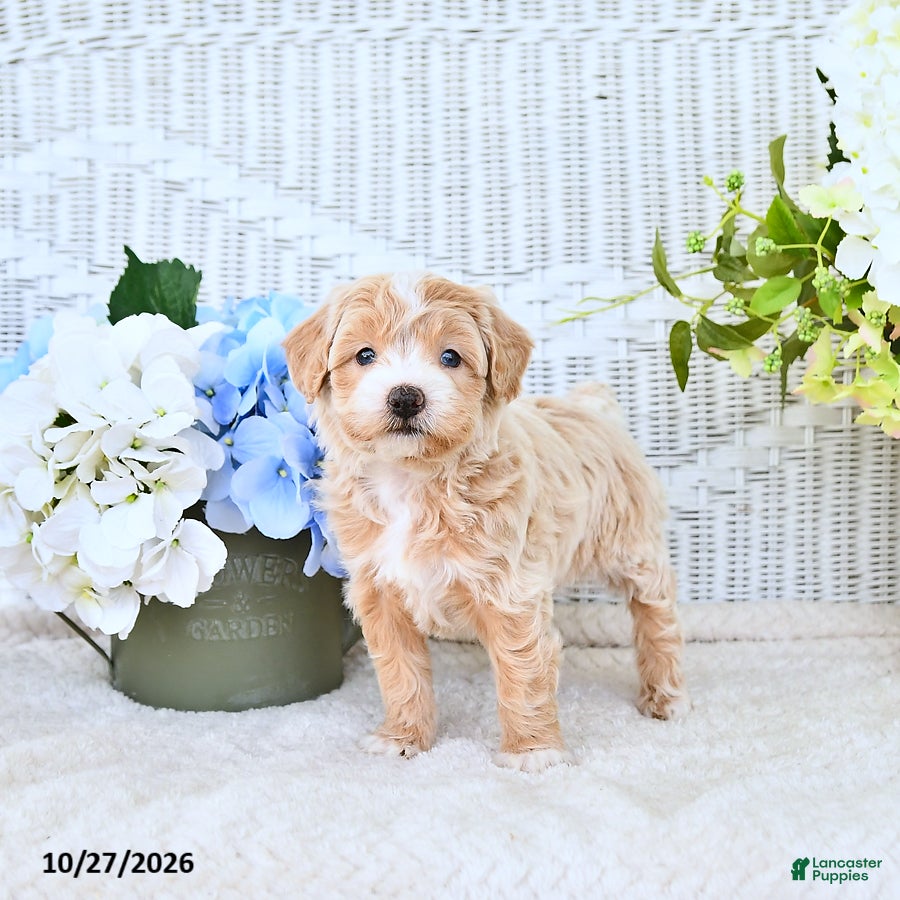 Mini Aussiedoodle dogs for sale: Valerie - Ad 1