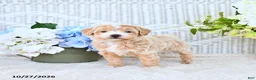 Mini Aussiedoodle dogs for sale: Valerie - Ad 1