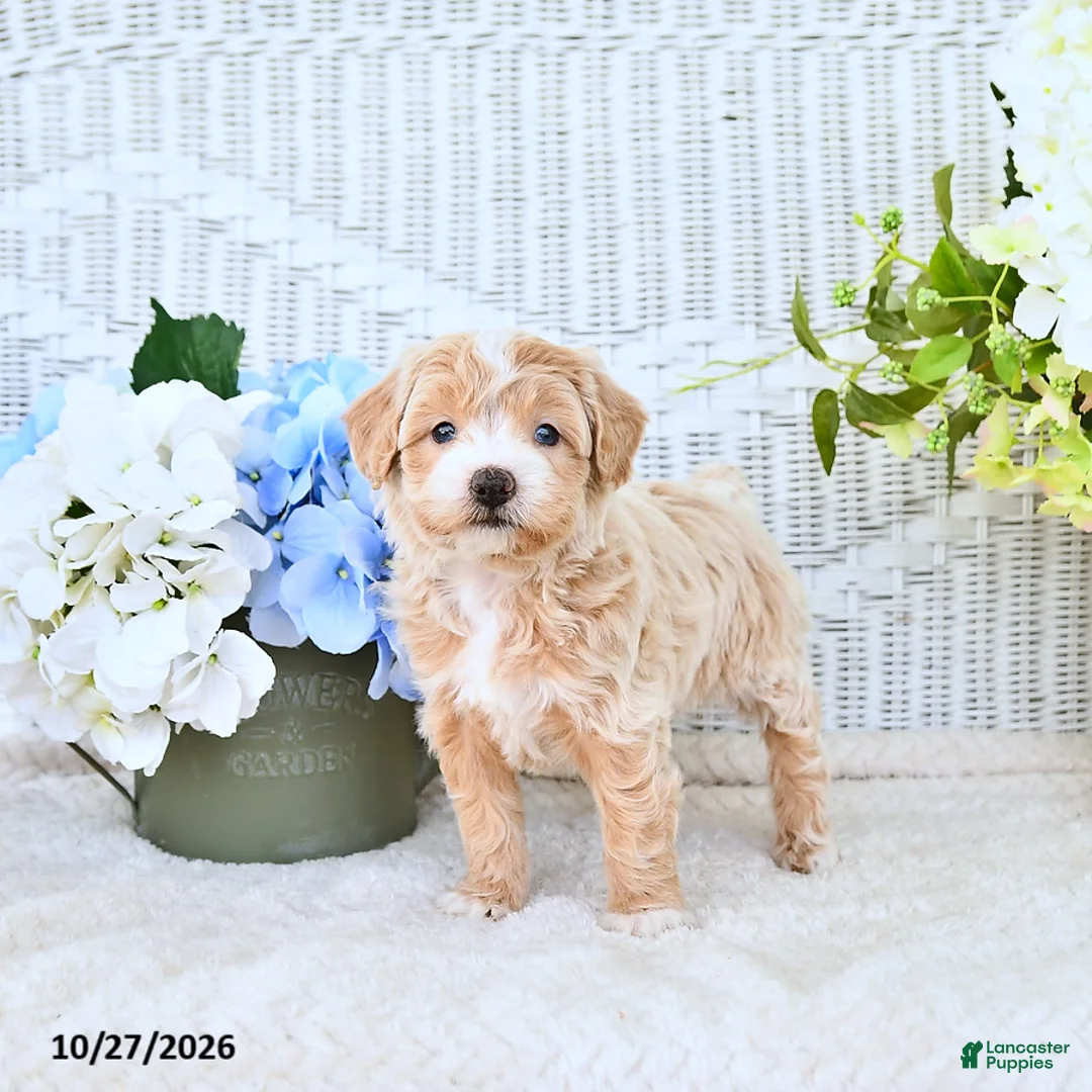 Mini Aussiedoodle dogs for sale: Valerie - Ad 1