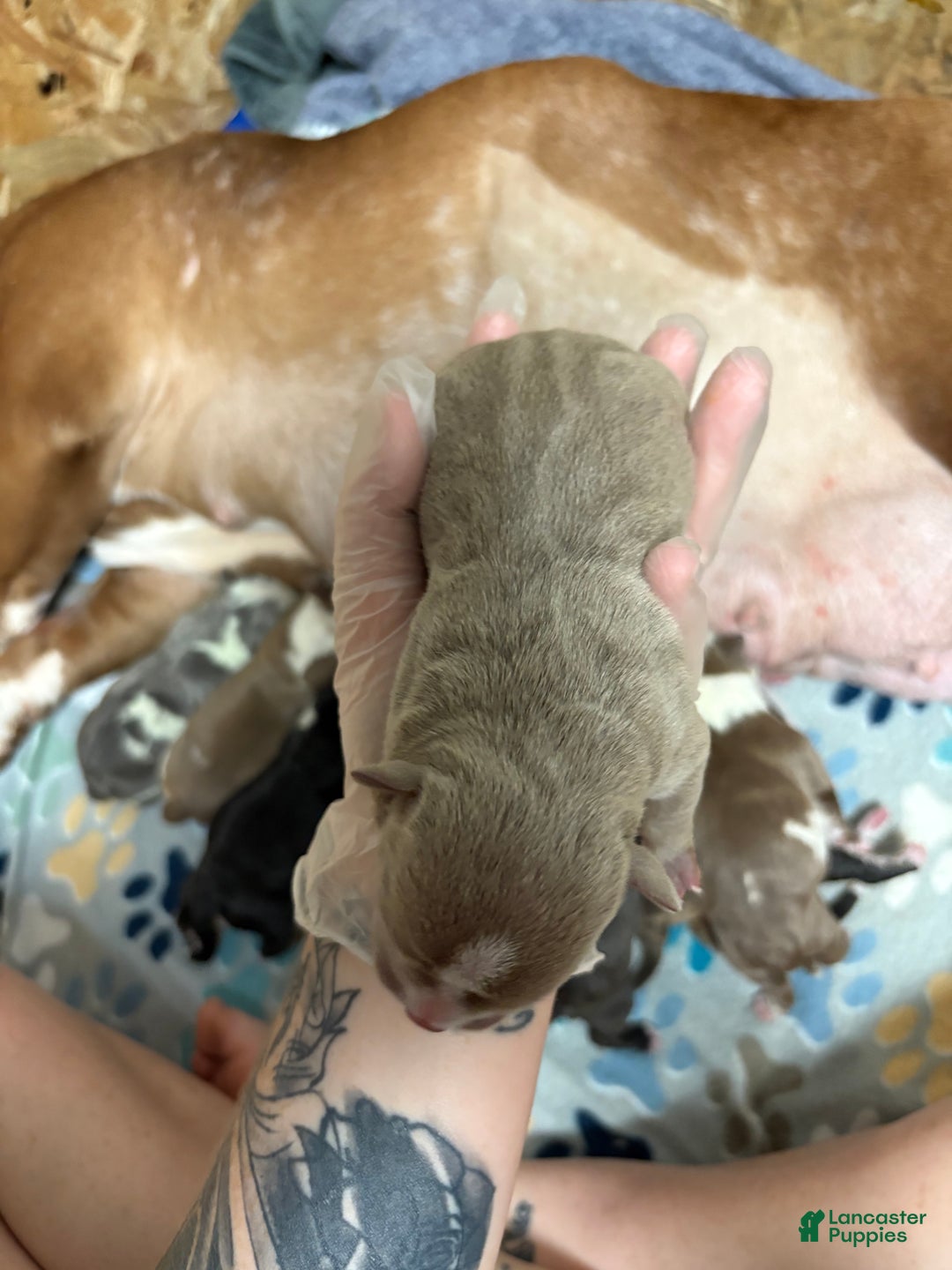 American Bully dogs for sale: Poe - Ad 11