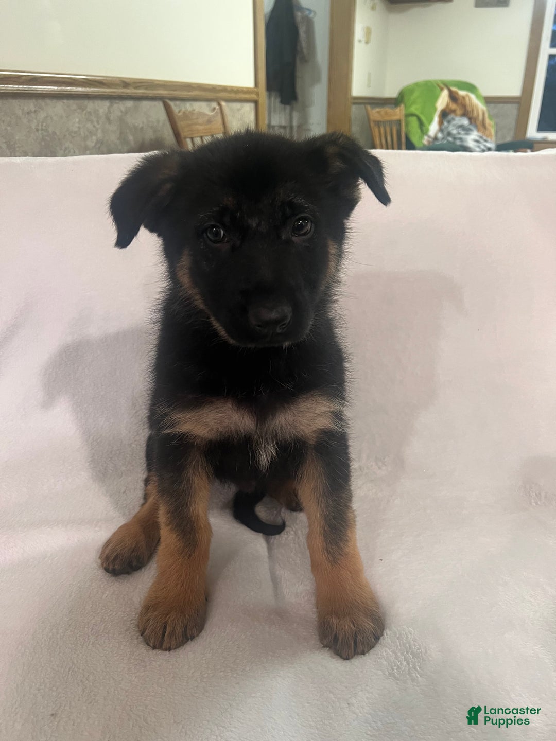 German Shepherd dogs for sale: German Shepherd Puppy 1 - Ad 3