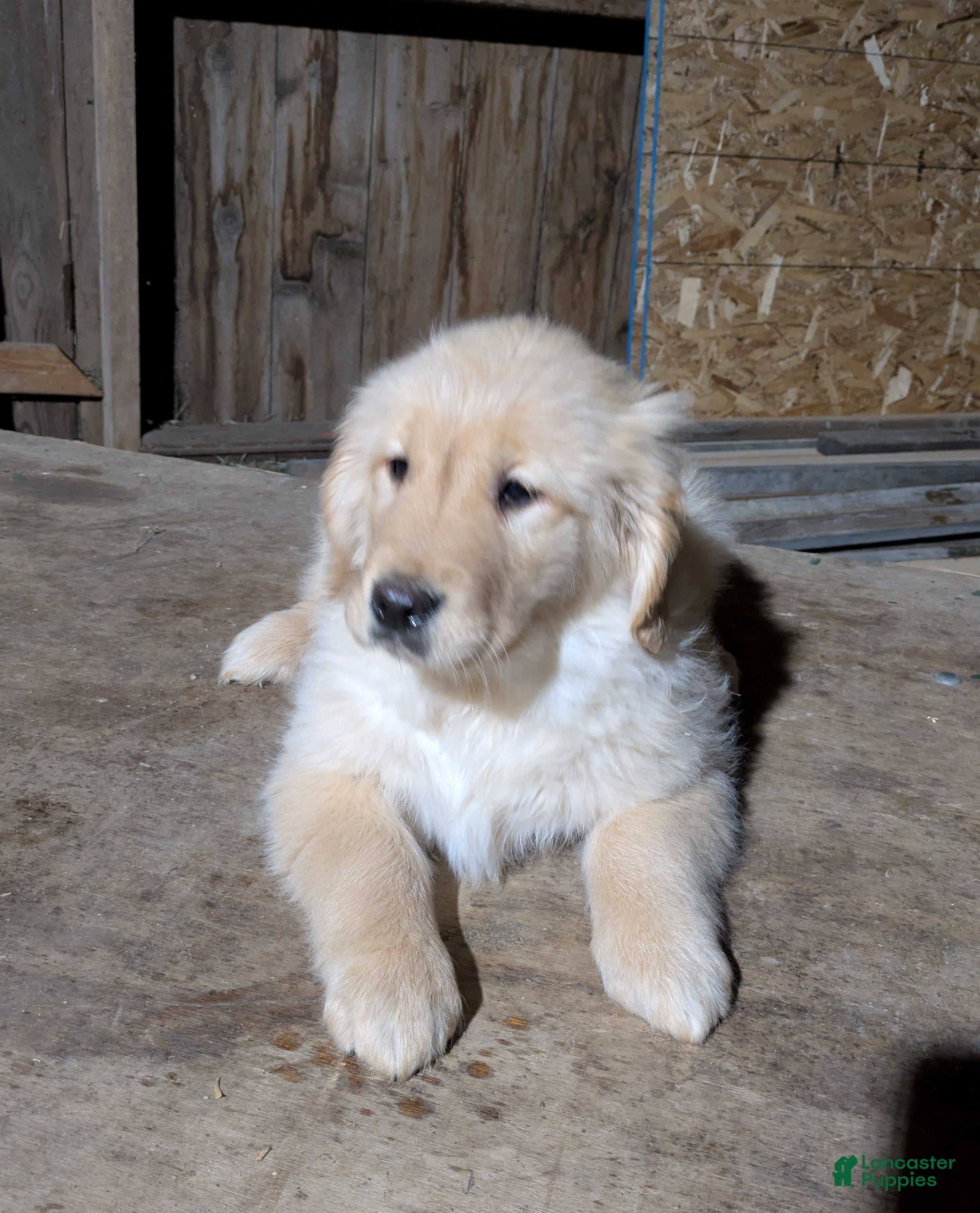 Golden Retriever dogs for sale: Rosebud - Ad 2