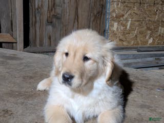 Golden Retriever dogs Rosebud - Ad 20