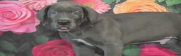 Great Dane dogs for sale: Great Dane 2 - Ad 4
