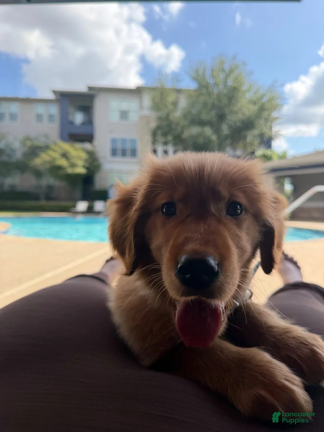 Golden Retriever dogs for sale: Golden Retriever 1 - Ad 2