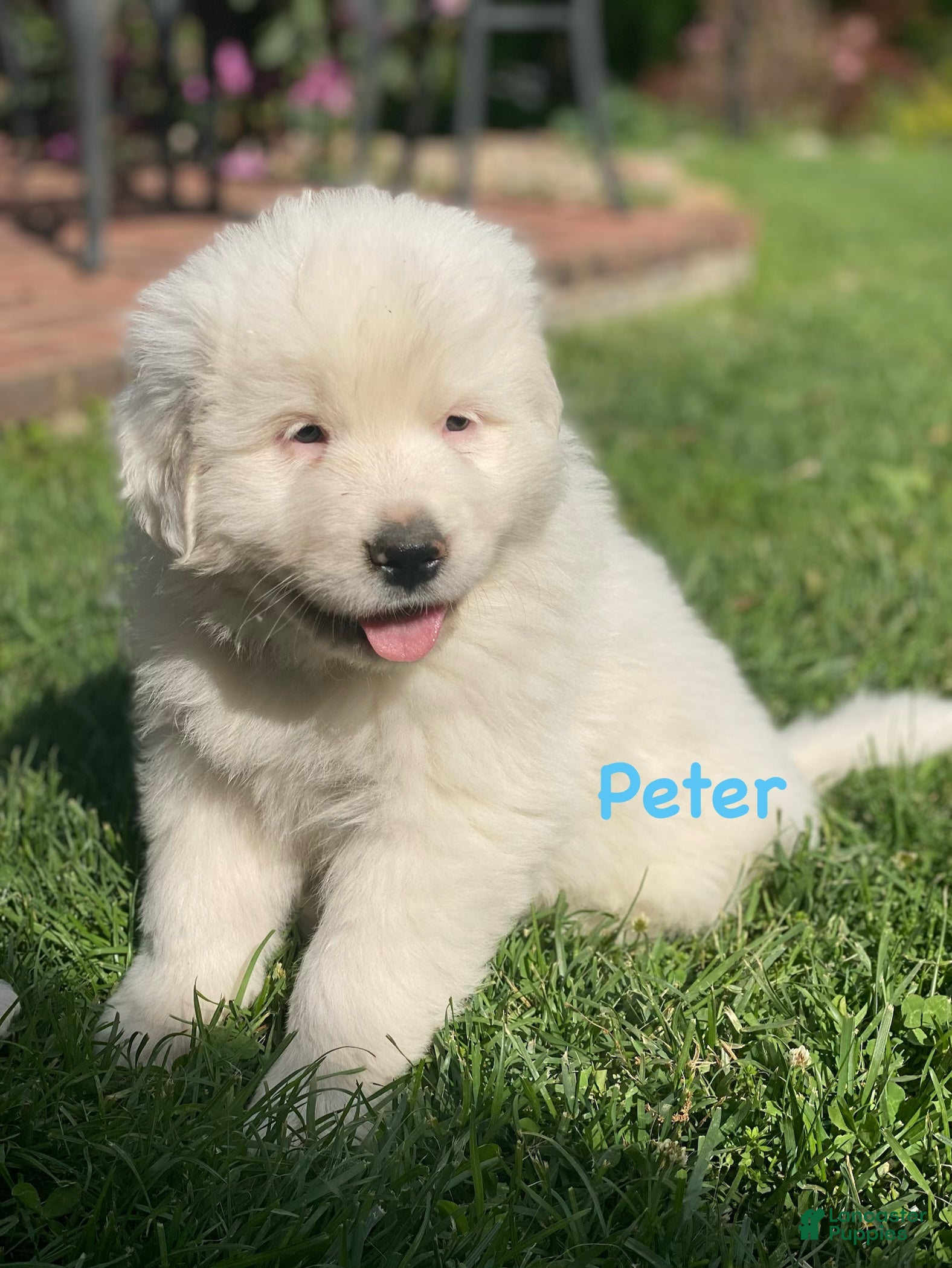 Great Pyrenees dogs Peter - Ad 26