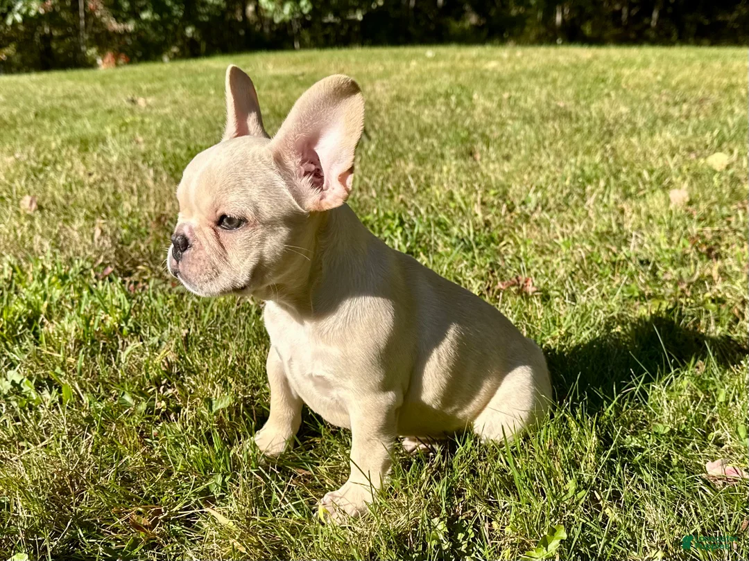 French Bulldog dogs for sale: French Bulldog Cooper - Ad 2