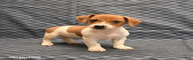 Jake
