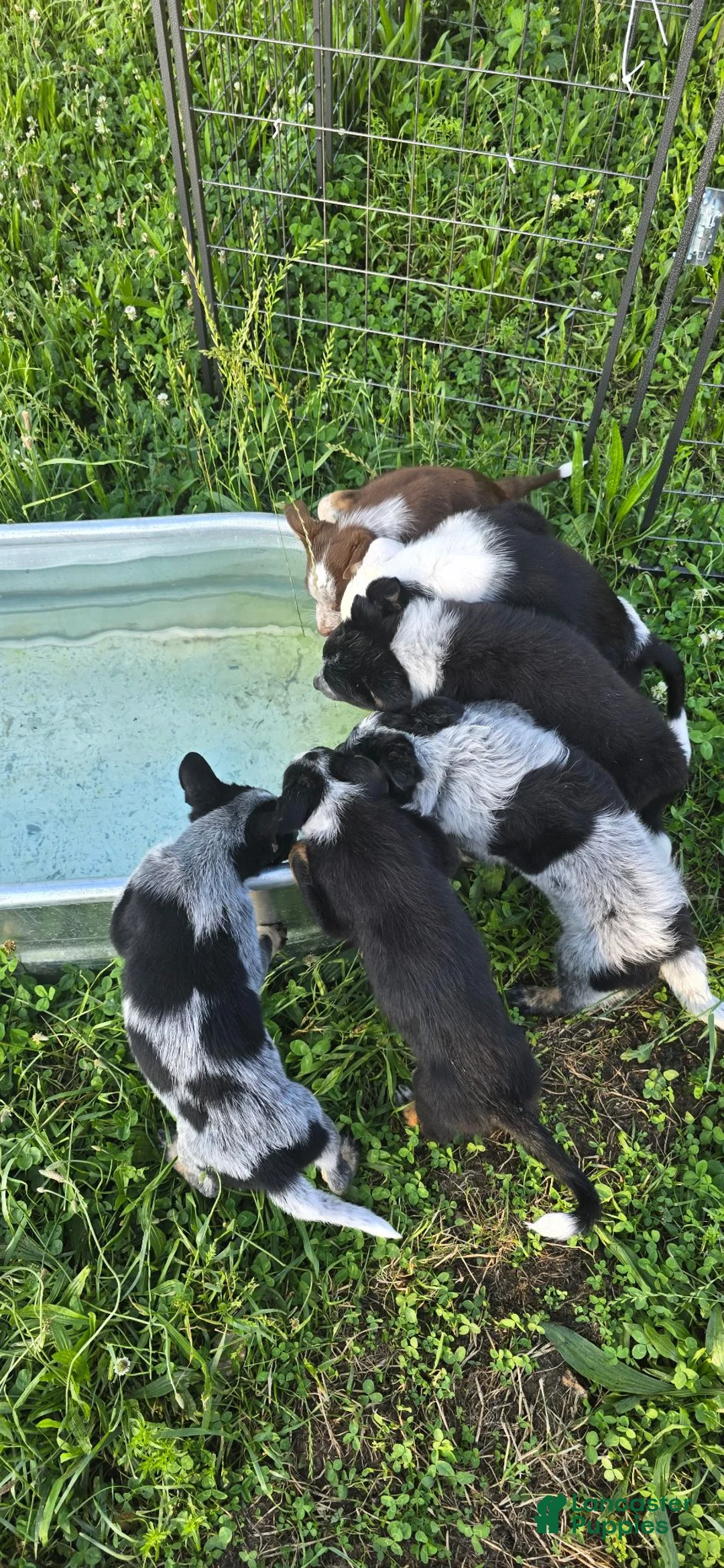 Mixed Breed dogs for sale: Bear - Ad 8