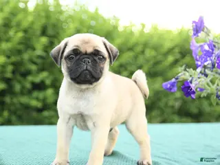 Pug dogs for sale: Jade - Ad 2