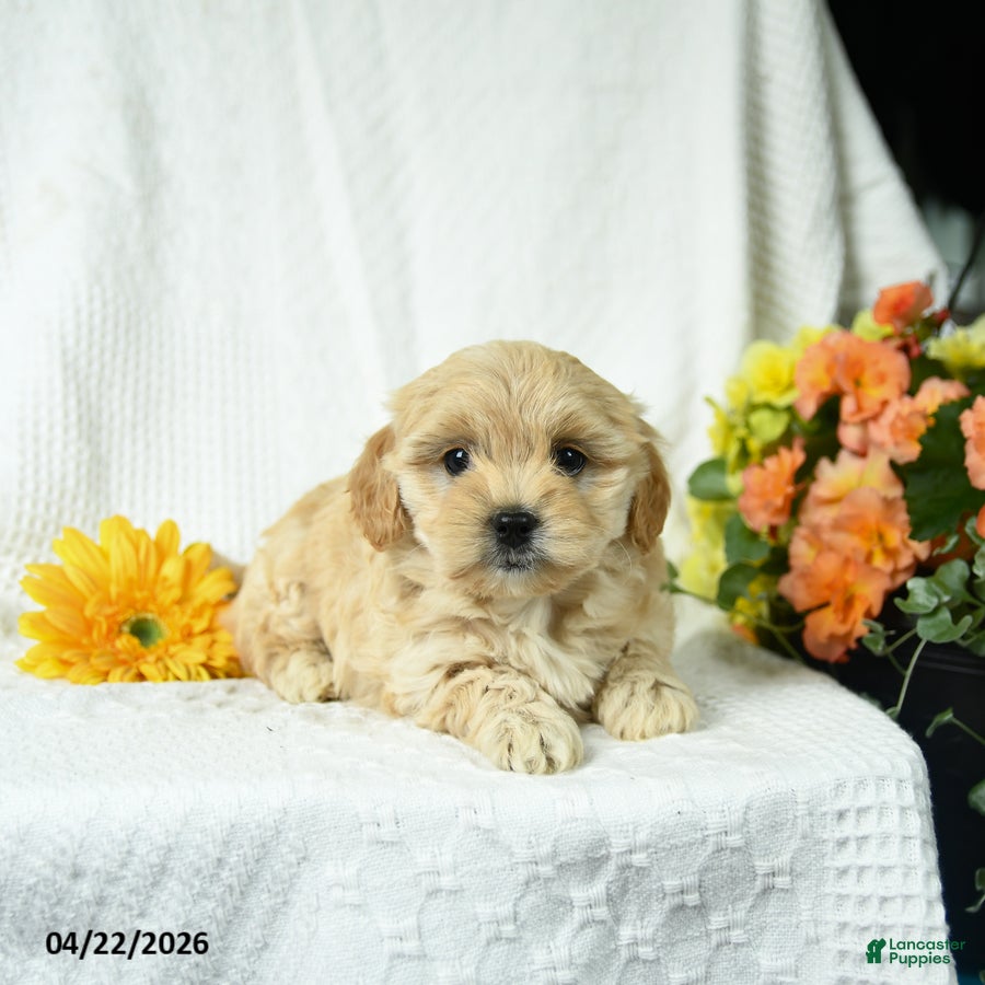 Mixed Breed dogs Lilly - Ad 2
